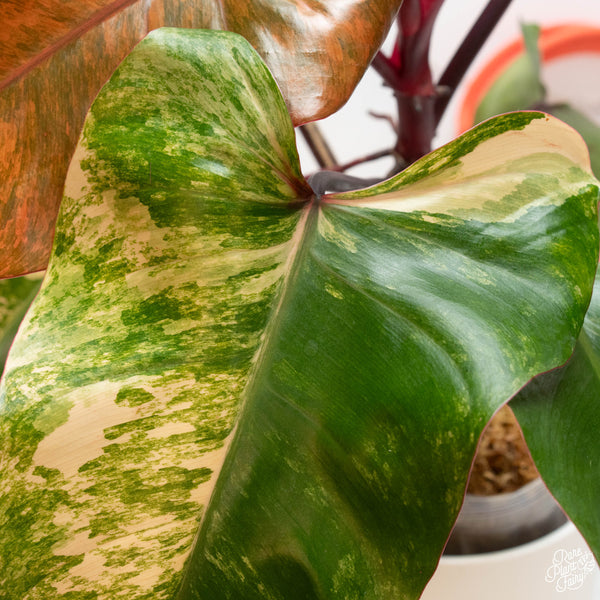 Philodendron 'Strawberry Shake' (44B) XL