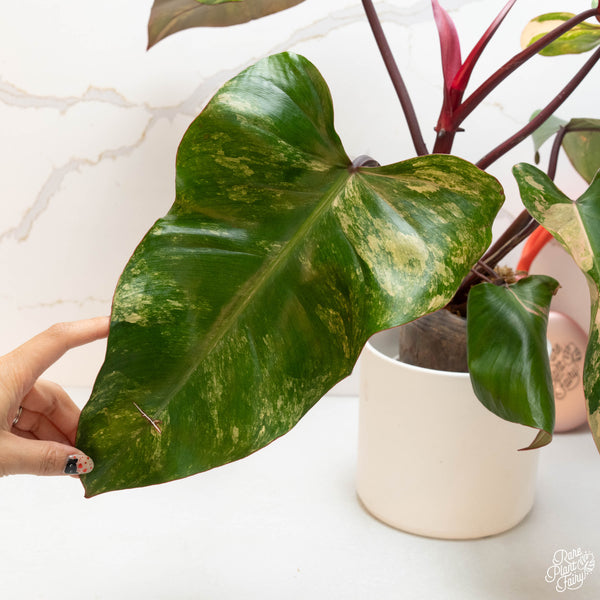 Philodendron 'Strawberry Shake' (44B) XL