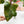 Load image into Gallery viewer, Philodendron &#39;Strawberry Shake&#39; (44B) XL

