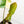 Load image into Gallery viewer, Philodendron &#39;Florida Beauty&#39; x mayoi (44A)

