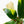 Load image into Gallery viewer, Spathiphyllum sensation aurea variegated (44A)
