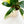 Load image into Gallery viewer, Spathiphyllum sensation aurea variegated (44A)
