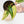 Load image into Gallery viewer, Schismatoglottis wallichii variegated (44A)
