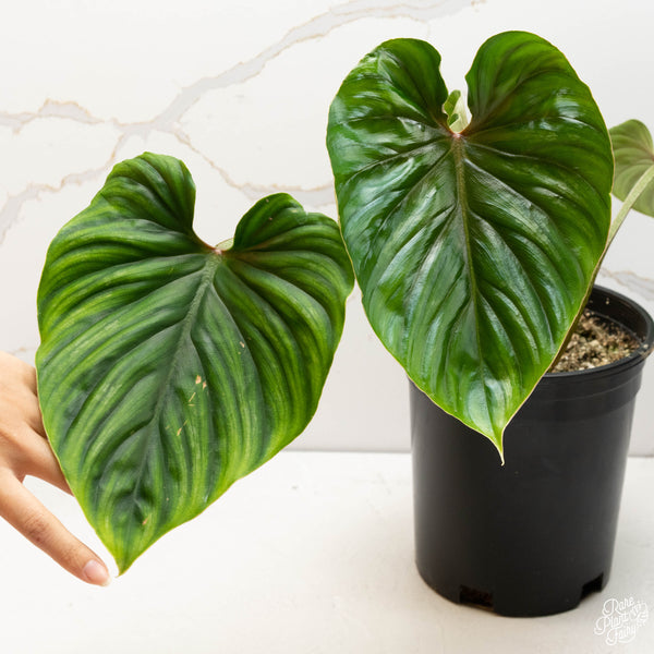 Philodendron plowmanii (34A) *large leaves with 2 growth points*