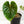 Load image into Gallery viewer, Philodendron plowmanii (34A) *large leaves with 2 growth points*
