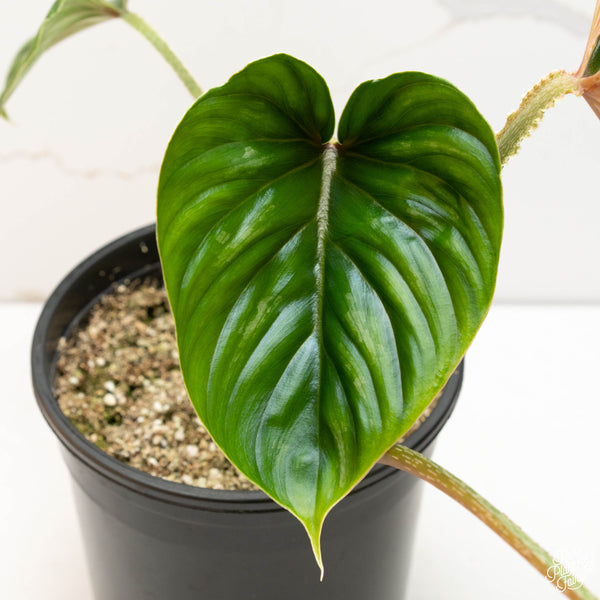Philodendron plowmanii (34A) *large leaves with 2 growth points*