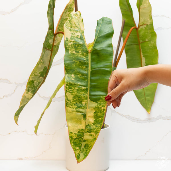 Philodendron billietiae variegated (44A) *large leaves*