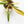 Load image into Gallery viewer, Philodendron x serratum &#39;Caramel Marble&#39; (44A)
