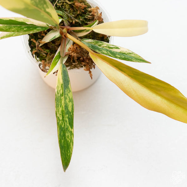 Philodendron x serratum 'Caramel Marble' (44A)