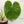 Load image into Gallery viewer, Philodendron ricardoi (34A) *large leaves*

