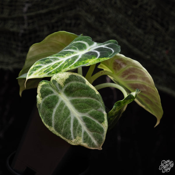 Alocasia 