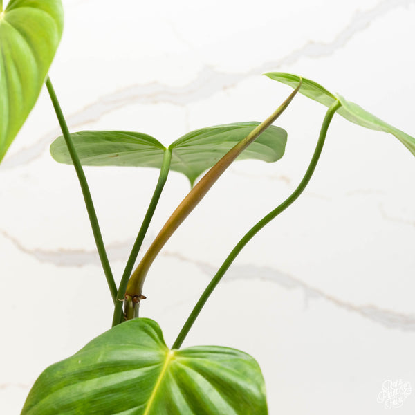 Philodendron grandipes (34A)