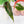 Load image into Gallery viewer, Philodendron ilsemanii (A10)
