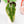 Load image into Gallery viewer, Philodendron ilsemanii (A10)
