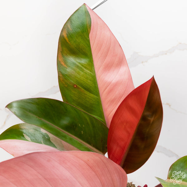 Philodendron 'Red Congo' variegated (45A) *sectoral*