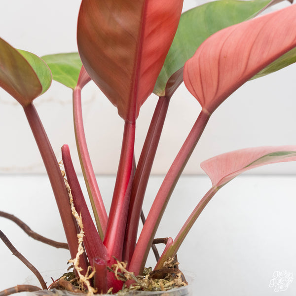 Philodendron 'Red Congo' variegated (45A) *sectoral*