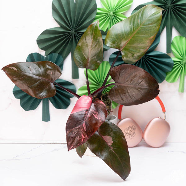 Philodendron 'Pink Princess' (A10) *marbled*