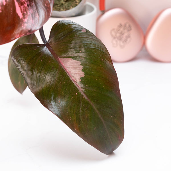 Philodendron 'Pink Princess' (A10) *marbled*
