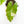 Load image into Gallery viewer, Alocasia portodora variegated (45A)
