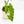 Load image into Gallery viewer, Alocasia portodora variegated (45A)
