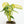 Load image into Gallery viewer, Monstera adansonii aurea variegated (45B) *2 growth points* half moons
