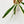 Load image into Gallery viewer, Rhaphidophora megasperma variegated (34A) *half moons*
