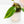 Load image into Gallery viewer, Philodendron &#39;Emerald Queen&#39; variegated (45A)
