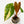 Load image into Gallery viewer, Anthurium andraeanum variegated hybrid (34A)
