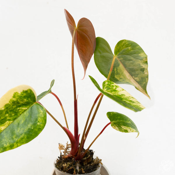 Anthurium andraeanum variegated hybrid (34A)