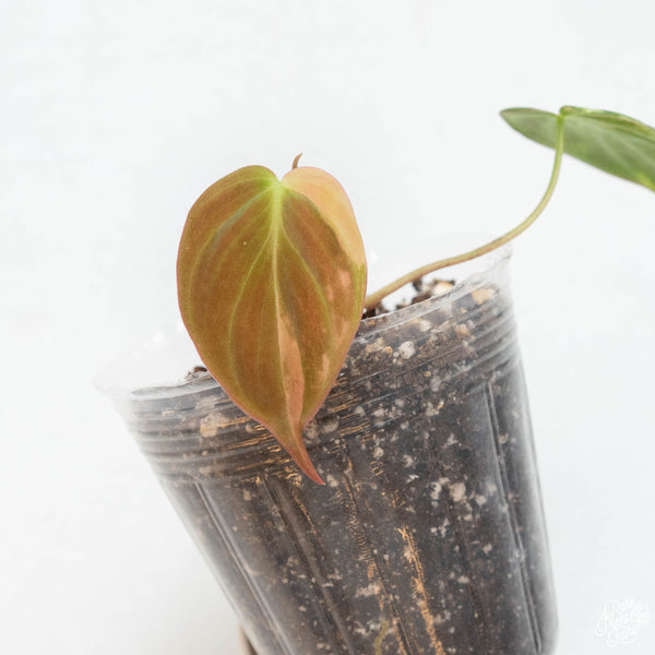 Philodendron micans aurea variegated (45E)