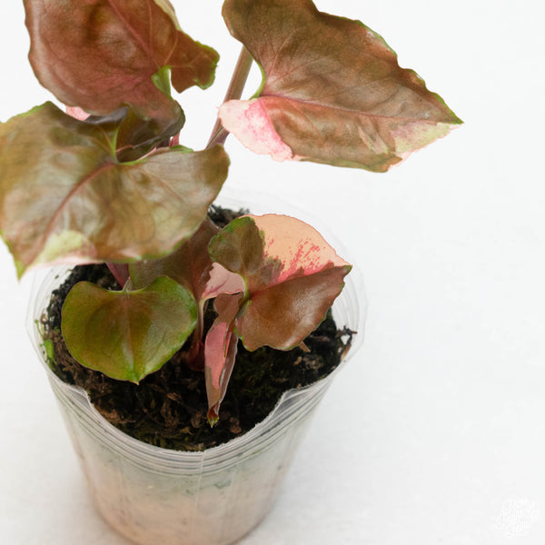 Syngonium 'Strawberry Ice' (45B) *3 plants*