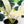 Load image into Gallery viewer, Epipremnum giganteum variegated (A10)  *an additional offset*
