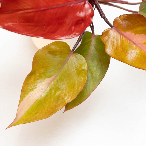Philodendron 'Persimmon Princess' (45A)