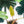 Load image into Gallery viewer, Philodendron &#39;Florida Beauty&#39; x mayoi (A10)
