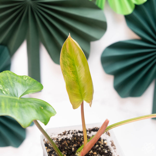 Philodendron 'Florida Beauty' x mayoi (A10)