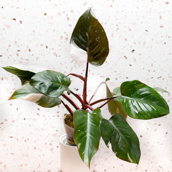 Philodendron 'Red Anderson' *Grower's choice*