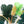 Load image into Gallery viewer, Philodendron &#39;Florida Beauty&#39; x mayoi (A10)
