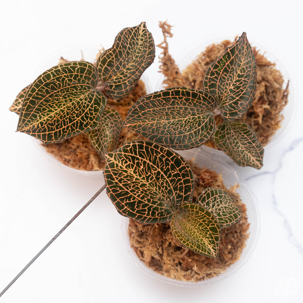 Anoectochilus hybrid 'Rose Gold' jewel orchid *Grower's choice*