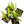 Load image into Gallery viewer, Epipremnum amplissimum variegated *Grower&#39;s choice*
