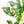 Load image into Gallery viewer, Rhaphidophora tetrasperma albo variegated (45A)
