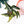 Load image into Gallery viewer, Alocasia &#39;Bambino&#39; aurea variegated (E11)

