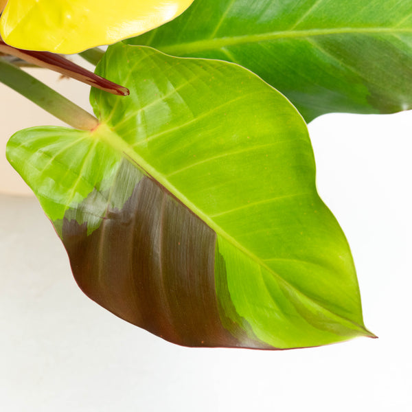 Philodendron 'Red Moon' (45A)
