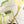 Load image into Gallery viewer, Monstera deliciosa albo variegated (small form/borsigiana) (45B)
