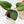 Load image into Gallery viewer, Anthurium nigrolaminum x portillae (45A)
