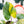 Load image into Gallery viewer, Homalomena rubescens aurea variegated (A11)
