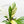 Load image into Gallery viewer, Spathiphyllum sensation albo variegated (45A)
