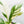 Load image into Gallery viewer, Spathiphyllum sensation albo variegated (45A)
