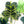 Load image into Gallery viewer, Philodendron polypodioides (A11)

