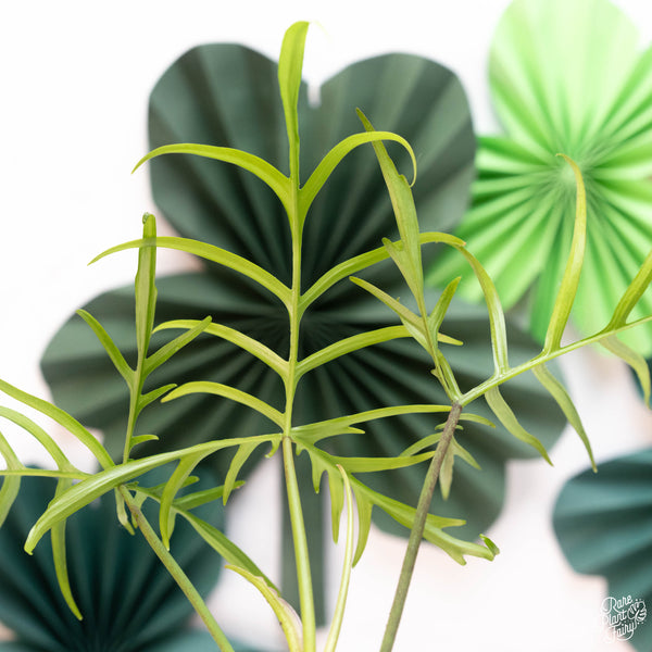 Philodendron polypodioides (A11)