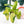 Load image into Gallery viewer, Philodendron &#39;Burle Marx&#39; mint variegated (A11)
